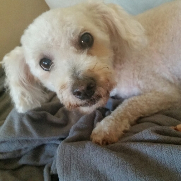 Meet your Posher, 🐰 - Picture 3 of 4